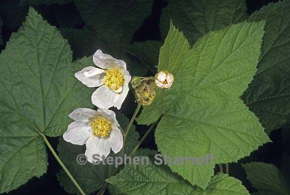 rubus parviflorus 2 graphic